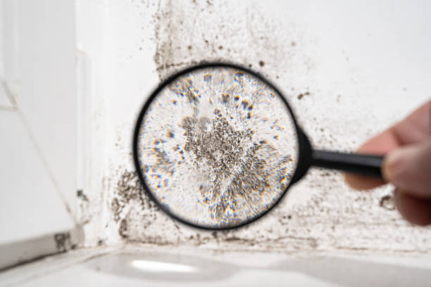 Mold Odor Removal Services in Ocoee, FL